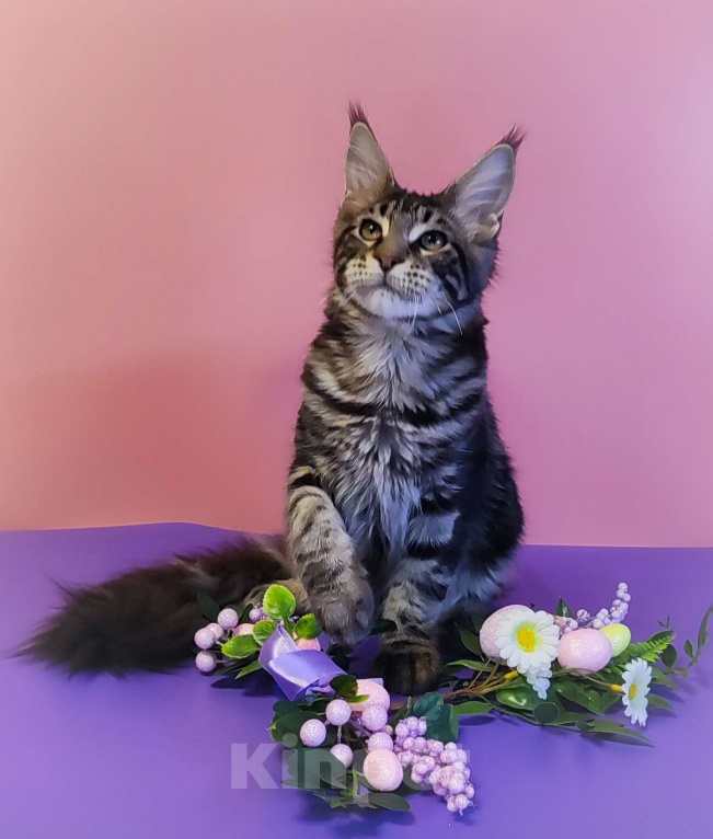 Кошки в Санкт-Петербурге: Великолепный котенок из питомника  Мальчик, 70 000 руб. - фото 2