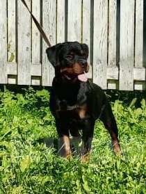 Собаки в Санкт-Петербурге: щенки ротвейлера Мальчик, 80 000 руб. - фото 5