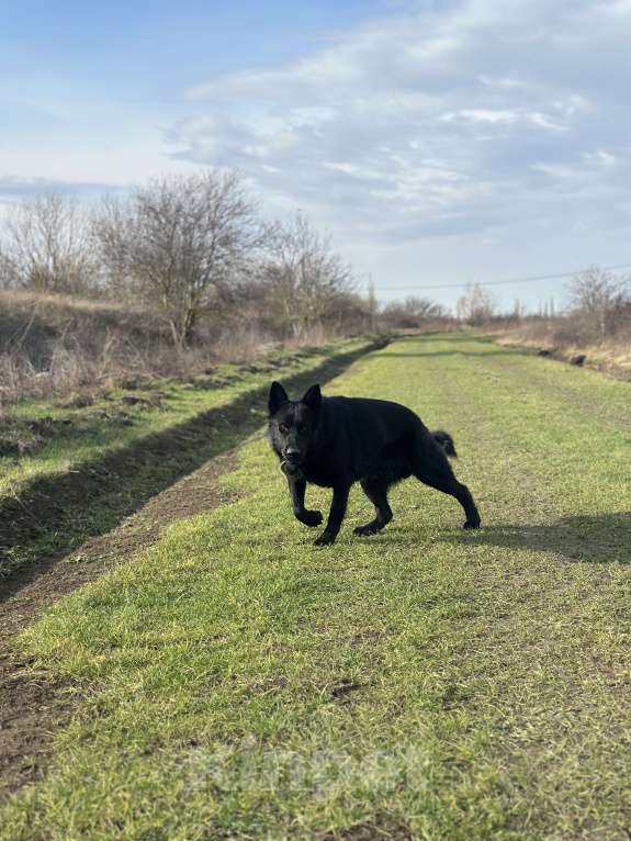 Собаки в других городах Краснодарского края: Потерялся пес Мальчик, 10 000 руб. - фото 5