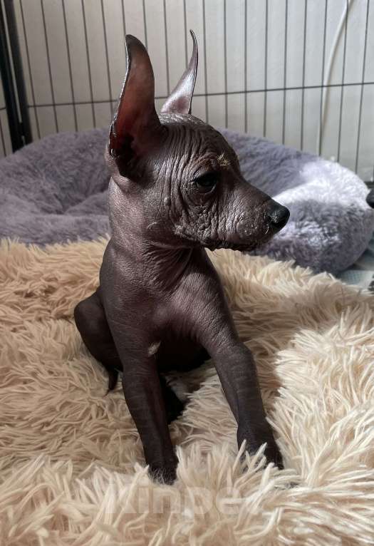 Собаки в Москве: Мексиканская голая собака среднего размера Мальчик, 70 000 руб. - фото 3