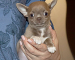 Собаки в Москве: 💜Лиловая девочка чихуахуа Девочка, 75 000 руб. - фото 1