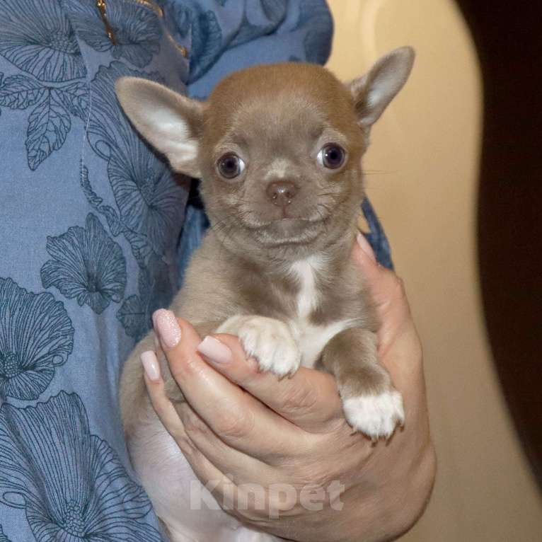 Собаки в Москве: 💜Лиловая девочка чихуахуа Девочка, 75 000 руб. - фото 1