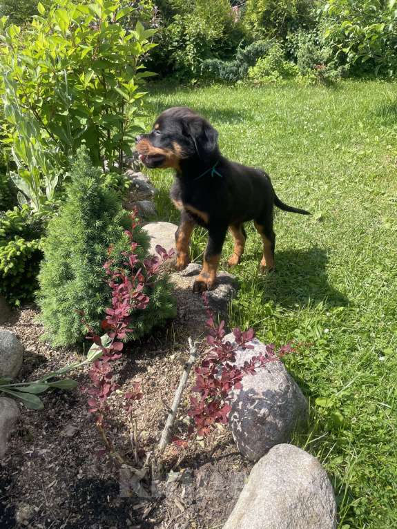 Собаки в других городах Ленинградской области: Щенок ротвейлера Мальчик, 45 000 руб. - фото 7
