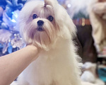 Собаки в Москве: Эксклюзивные щенки мальтезе мини и стандарт Девочка, 50 000 руб. - фото 2
