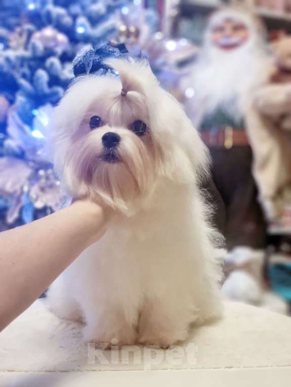 Собаки в Москве: Эксклюзивные щенки мальтезе мини и стандарт Девочка, 50 000 руб. - фото 2