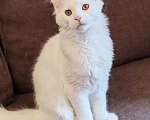 Кошки в Уфе: Белая кошечка мейн-кун Девочка, 25 000 руб. - фото 1