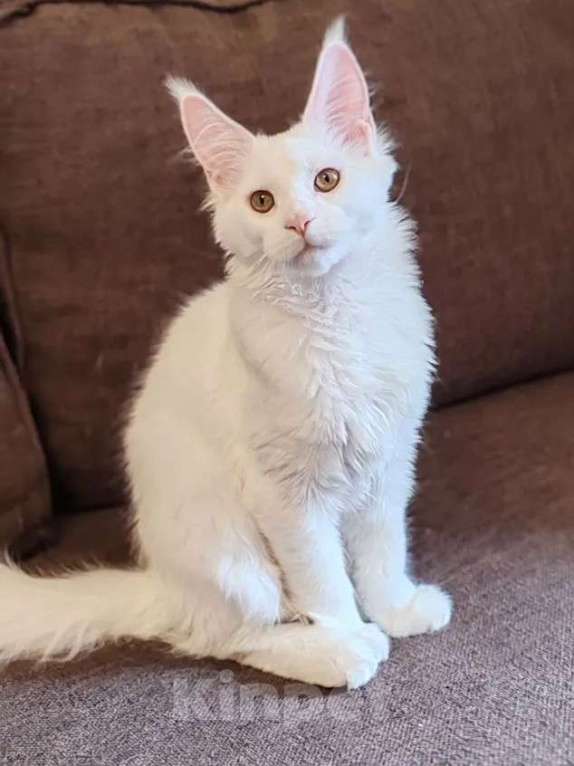 Кошки в Уфе: Белая кошечка мейн-кун Девочка, 25 000 руб. - фото 1