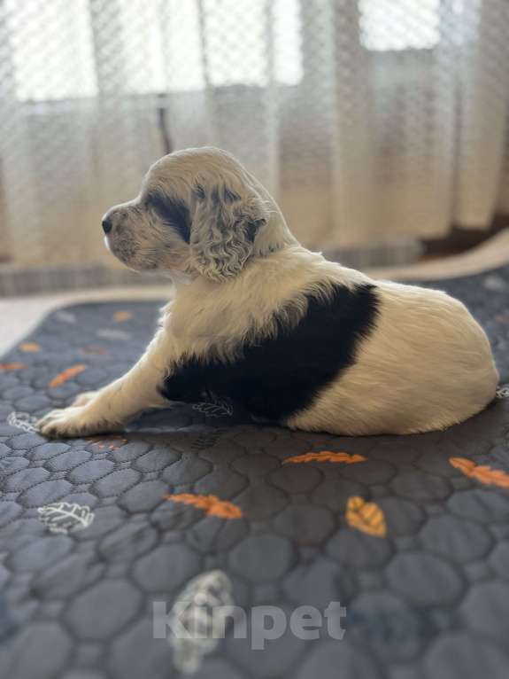 Собаки в Балаково: Щенки английского сеттера Мальчик, 55 000 руб. - фото 2