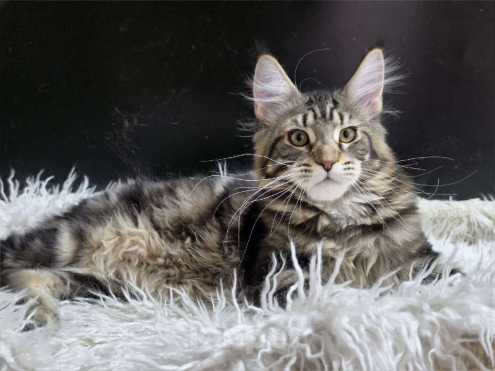 Кошки в Ижевске: Котята мейн-кун Мальчик, 50 000 руб. - фото 4