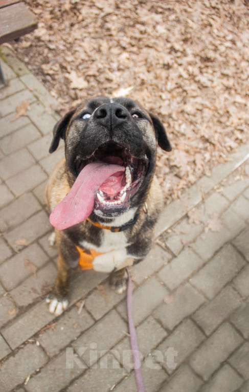 Собаки в Москве: Тина Девочка, Бесплатно - фото 4