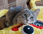 Кошки в Санкт-Петербурге: Милейший котенок ищет дом! Девочка, Бесплатно - фото 5