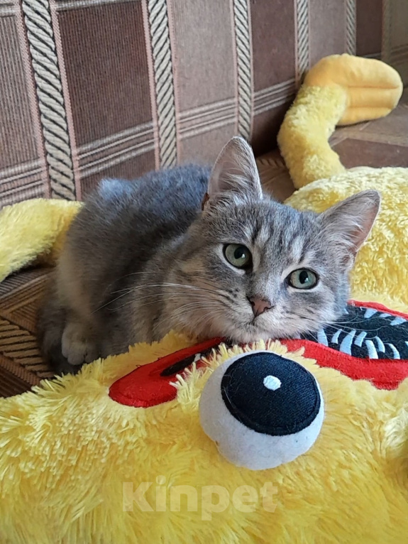 Кошки в Санкт-Петербурге: Милейший котенок ищет дом! Девочка, Бесплатно - фото 5