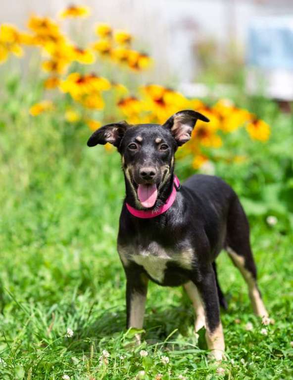 Собаки в Москве: Небольшая малышка щенок Сенди в добрые руки Девочка, 1 руб. - фото 3