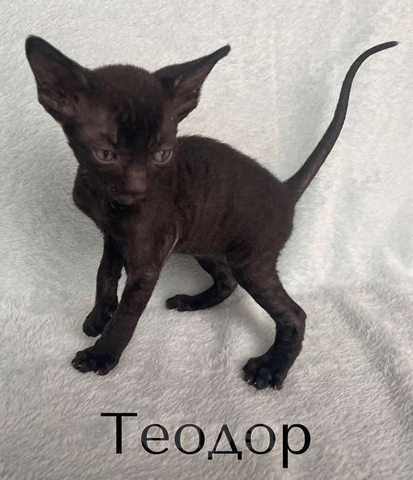 Кошки в Балашихе: Котик чёрный из московского питомника  Мальчик, 70 000 руб. - фото 1