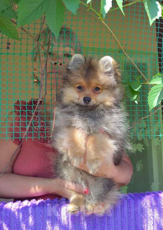 Собаки в Иркутске: щенок   малого шпица Мальчик, Бесплатно - фото 1