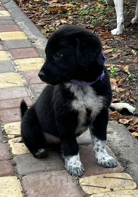 Собаки в Белом Калитве: Малышка в семью Девочка, Бесплатно - фото 2