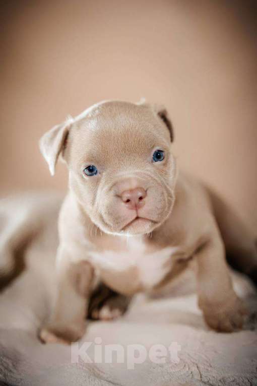 Собаки в Москве: Американский булли щенки  Мальчик, 80 000 руб. - фото 4