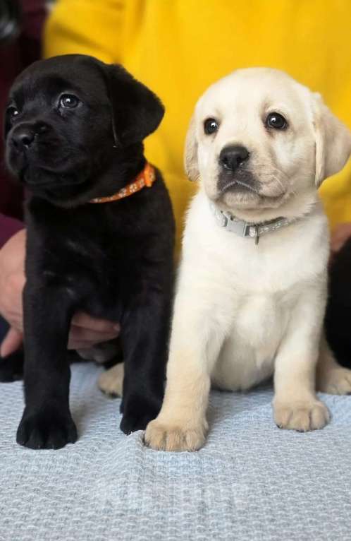 Собаки в других городах Московской области: Лабрадор ретривер Мальчик, 50 000 руб. - фото 7