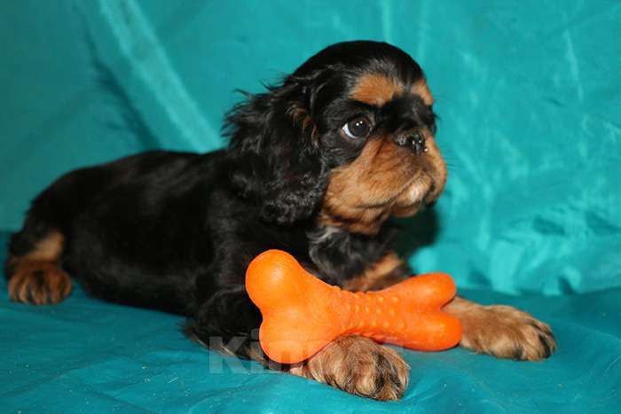 Собаки в Балашихе: мальчик черно-подпалый Мальчик, Бесплатно - фото 2