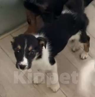 Собаки в Липецке: Щенки из приюта ищут дом Девочка, Бесплатно - фото 5