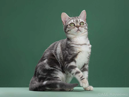 Американская короткошерстная