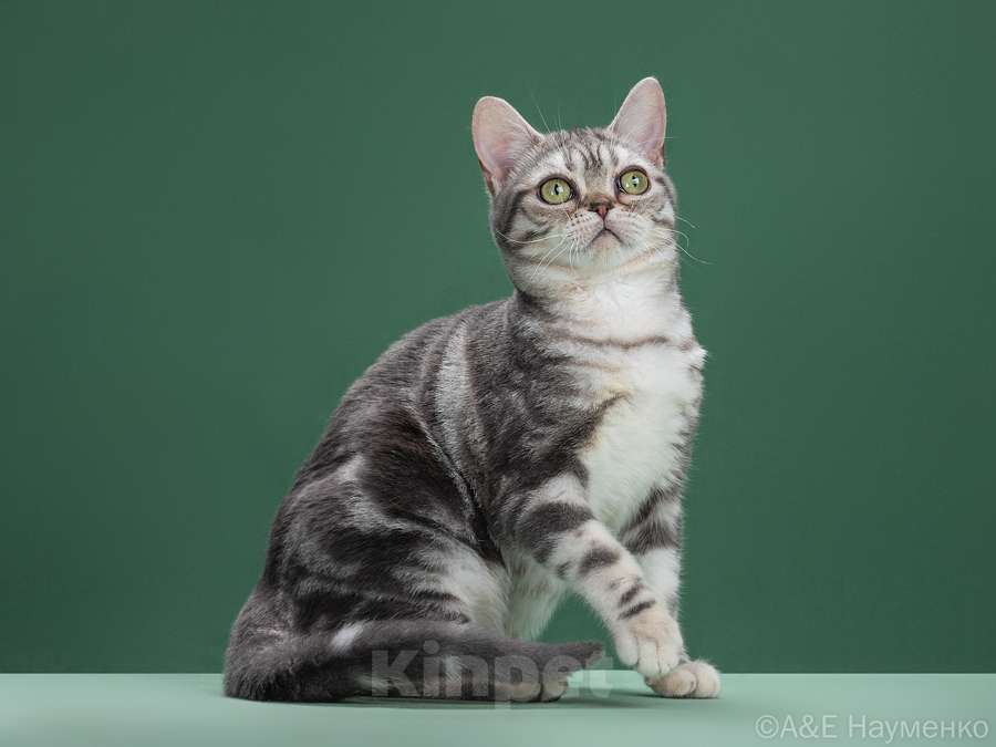 Кошки в Ликино-Дулево: Американская короткошерстная Девочка, Бесплатно - фото 1