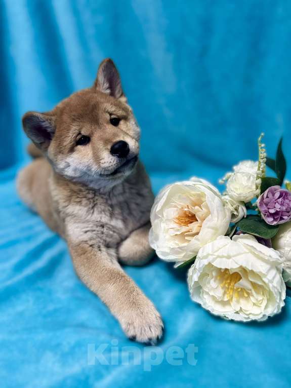 Собаки в Москве: Сиба ину Мальчик, 45 000 руб. - фото 1