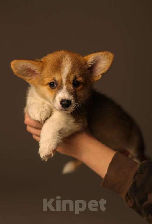 Собаки в Екатеринбурге: Venchana Selin Девочка, 80 000 руб. - фото 3