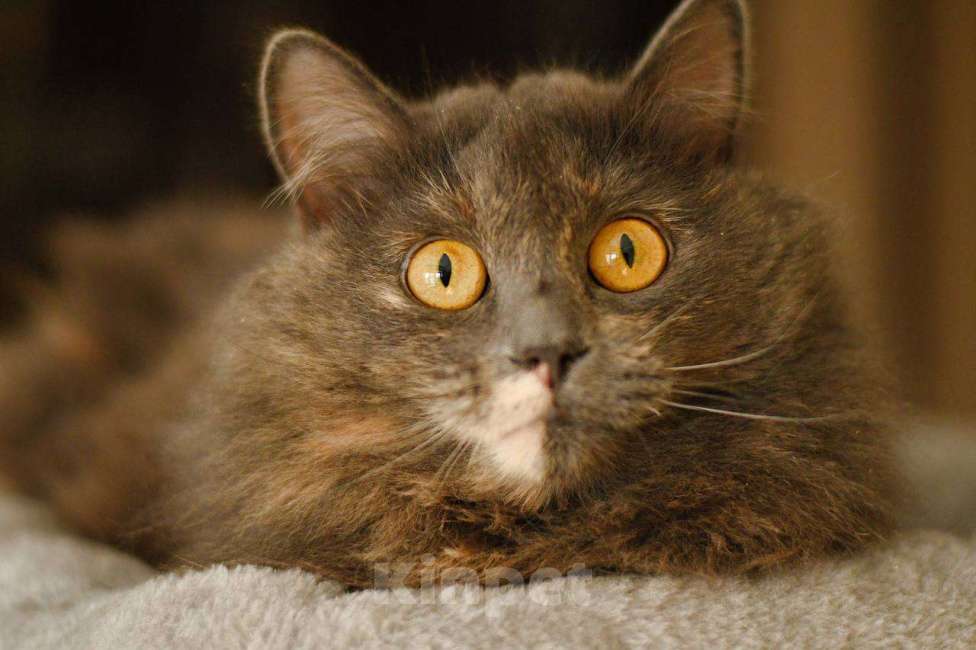 Кошки в Москве: кошка Хлоя в добрые руки Девочка, Бесплатно - фото 2