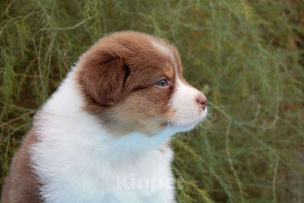 Собаки в других городах Московской области: Австралийская овчарка (аусси) Девочка, 70 000 руб. - фото 5