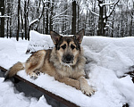 Собаки в Москве: Собака бесплатно Москва Мальчик, Бесплатно - фото 8