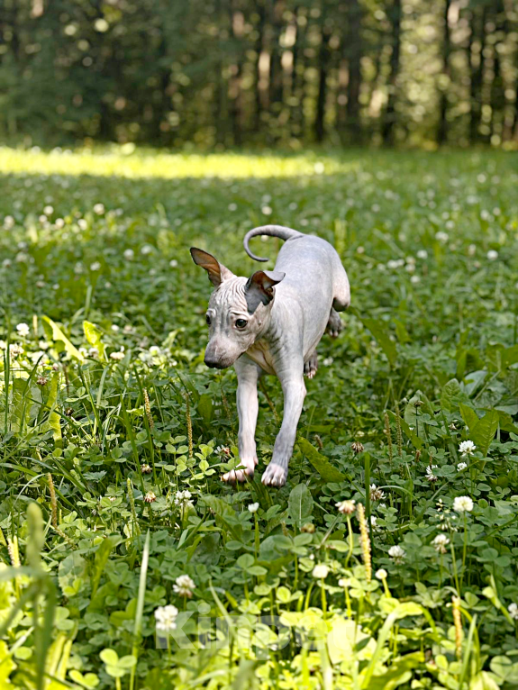Собаки в Москве: Американский голый терьер, щенок девочка Девочка, 45 000 руб. - фото 6