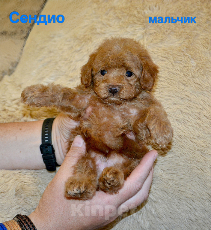 Собаки в Санкт-Петербурге: Щенки на продажу Девочка, Бесплатно - фото 6