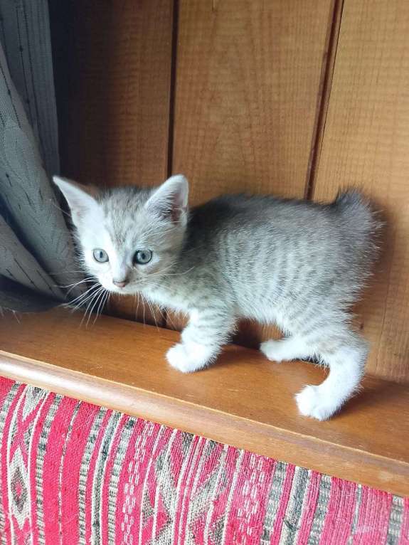 Кошки в Москве: Продам котенка порода курильский бобтейл  Мальчик, 4 000 руб. - фото 9