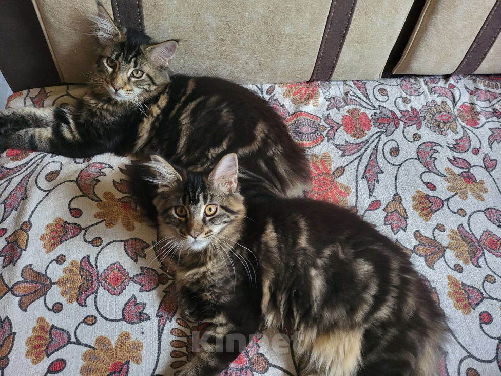 Кошки в Наро-Фоминске: Мейнкун Девочка, 45 000 руб. - фото 2