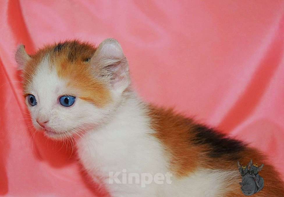 Кошки в Люберцах: Девочка DBE Девочка, Бесплатно - фото 6