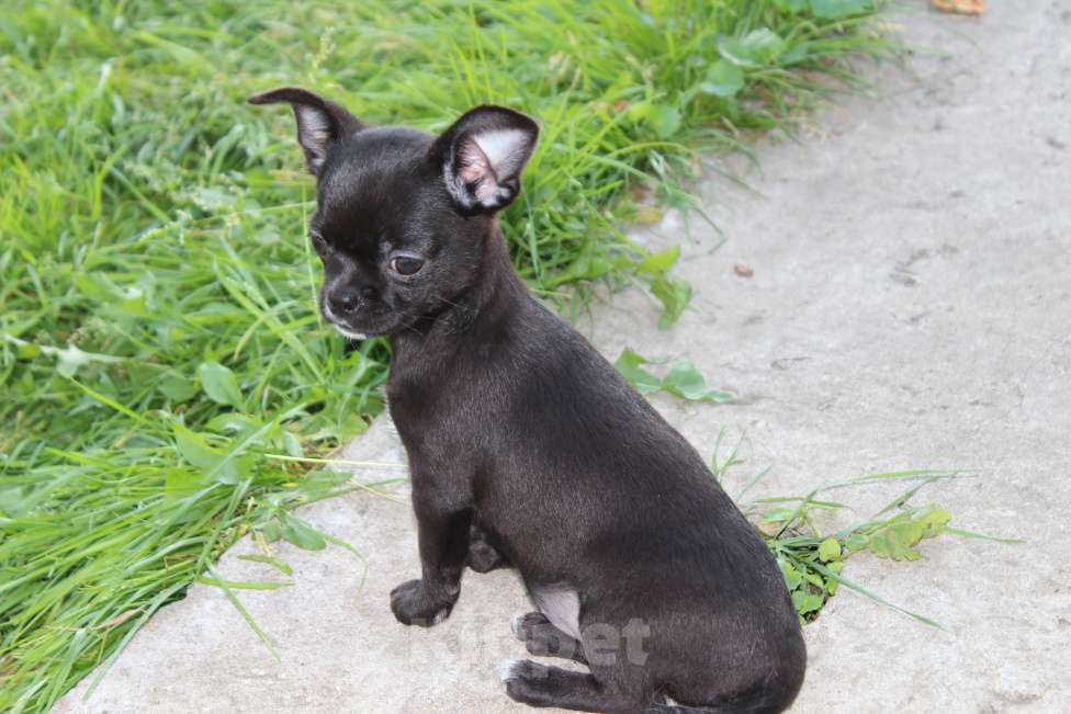 Собаки в Котельнике: Девочка Девочка, 30 000 руб. - фото 2