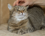 Кошки в Москве: Киска Ириска. Милая толстушка в добрые руки. Девочка, Бесплатно - фото 6
