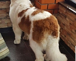 Собаки в Чебоксарах: Шерсть сенбернаров, 1 500 руб. - фото 1