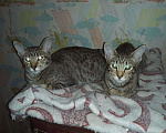Кошки в Острогожске: Ориентальные котята, 10 000 руб. - фото 2