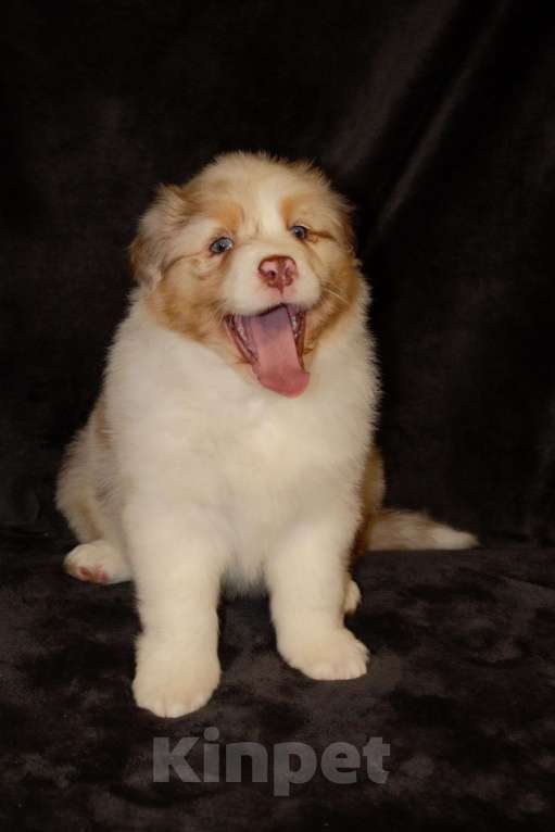 Собаки в других городах Московской области: Австралийская овчарка (аусси) Мальчик, 80 000 руб. - фото 3