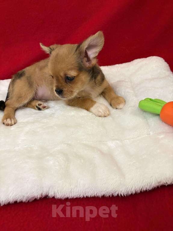 Собаки в Москве: Чихуахуа-  Мальчик  Мерле Мальчик, 15 000 руб. - фото 1