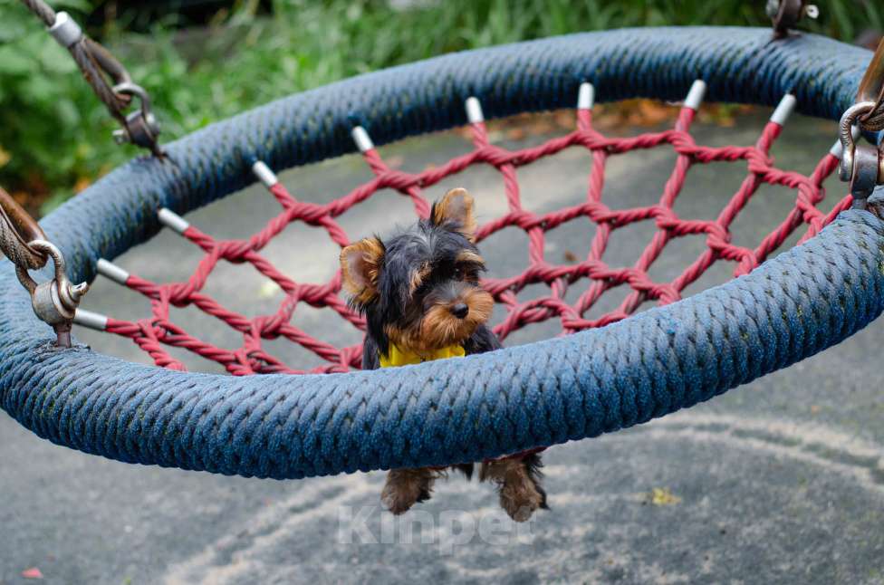 Собаки в Москве: Йорк мальчик Мальчик, Бесплатно - фото 2