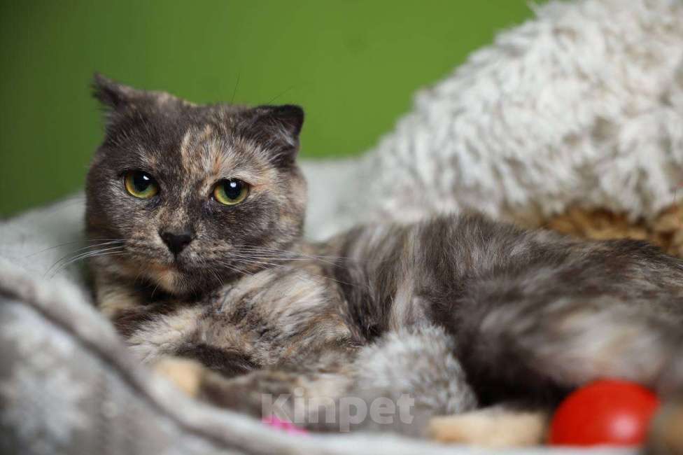 Кошки в Балашихе: Британская вислоухая кошка Паприка Девочка, Бесплатно - фото 7