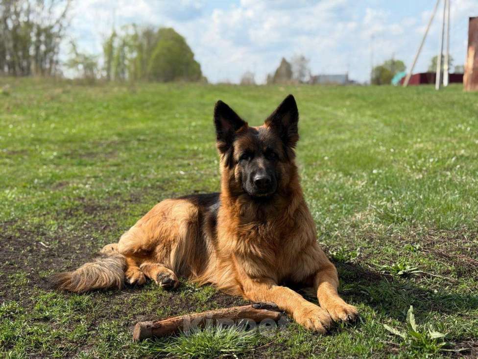 Собаки в других городах Башкортостана: Щенки длинношерстной немецкой овчарки (с полным пакетом документов и родословной РКФ)  Мальчик, 40 000 руб. - фото 3