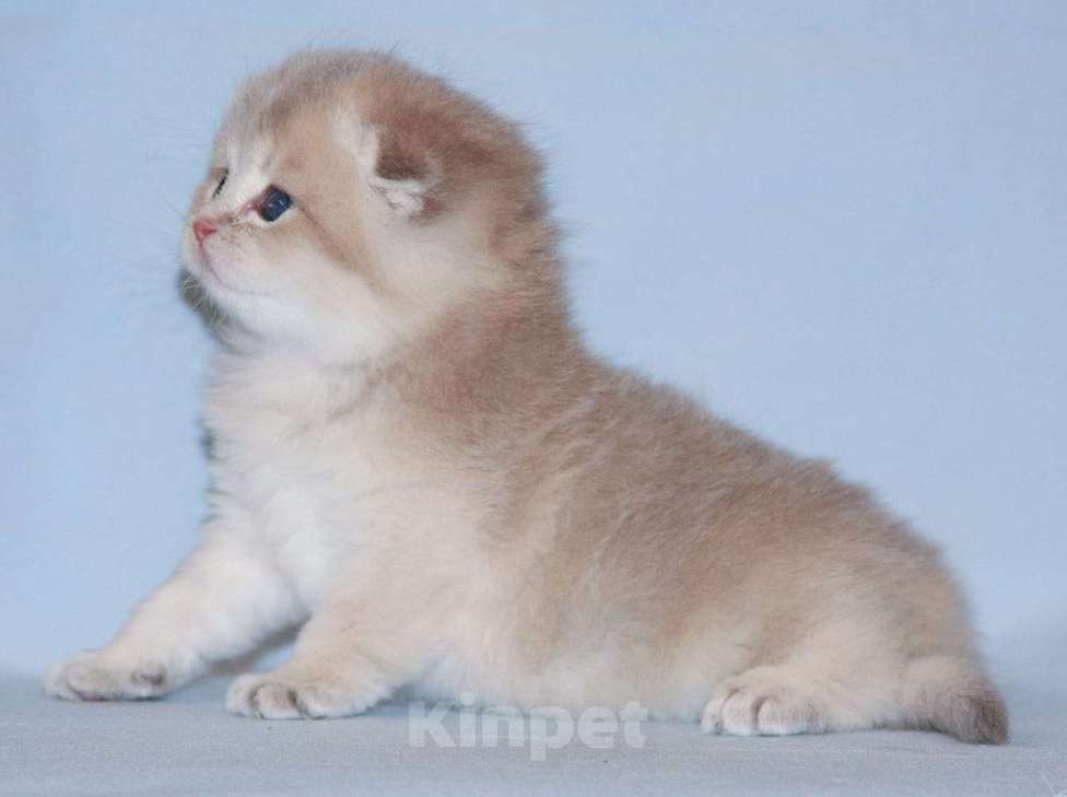 Кошки в Сарове: Шотландский вислоухий котенок Девочка, Бесплатно - фото 1
