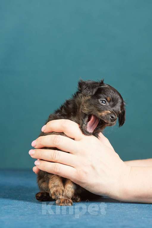 Собаки в Вологде: Русский Той Мальчик, Бесплатно - фото 4