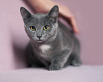 Кошки в Москве: Котенок Жеки ищет свой дом Мальчик, Бесплатно - фото 2