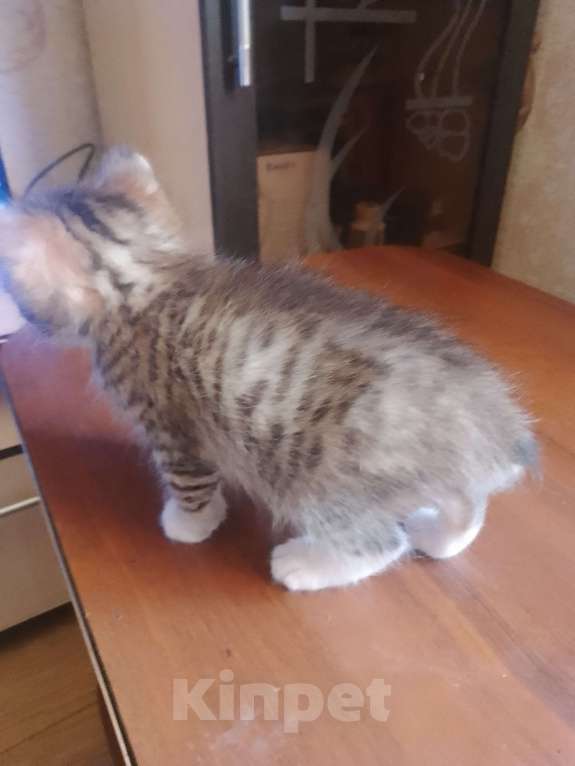 Кошки в Уфе: Курильский бобтейл Мальчик, 10 000 руб. - фото 3