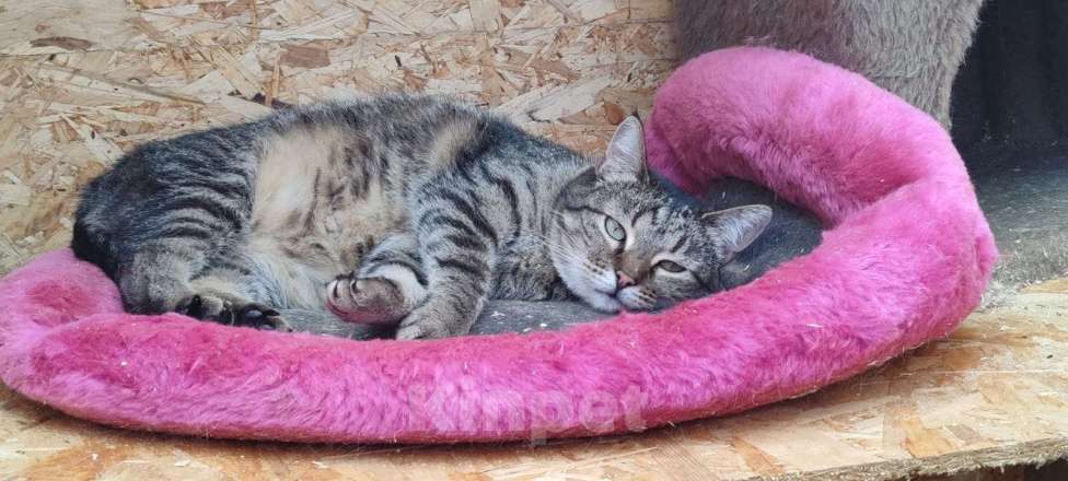 Кошки в Раменском: Отдаются бесплатно кошечка Плакса и кот Рыжик. Мальчик, Бесплатно - фото 5